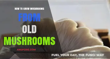 Revive and Thrive: Growing Fresh Mushrooms from Old Mushroom Stems