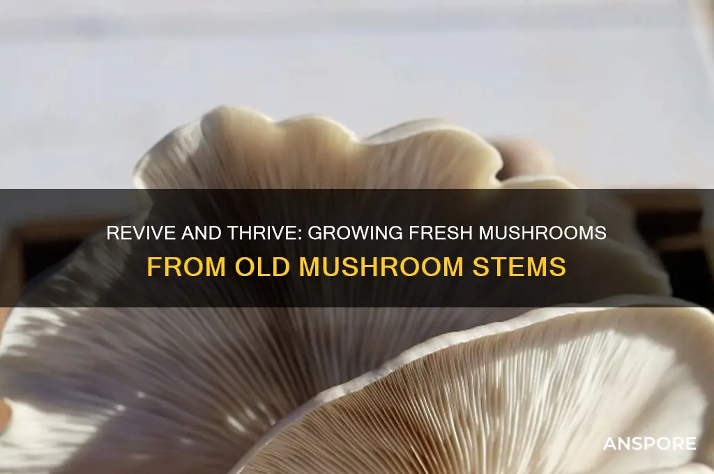 how to grow mushrooms from old mushrooms