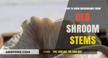 Revive and Thrive: Growing Mushrooms from Old Stems Easily