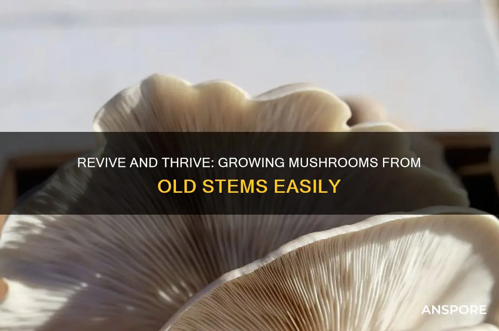 how to grow mushrooms from old shroom stems