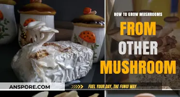 Master Mushroom Propagation: Growing New Fungi from Existing Mushrooms