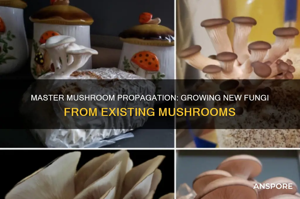 how to grow mushrooms from other mushrooms