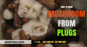 Mastering Mushroom Cultivation: Growing Mushrooms from Plugs at Home