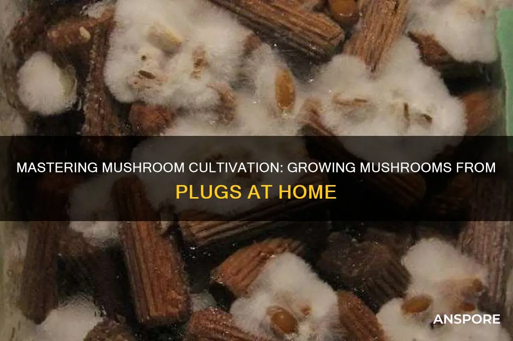 how to grow mushrooms from plugs