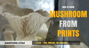 Mastering Mushroom Cultivation: A Step-by-Step Guide to Growing from Prints