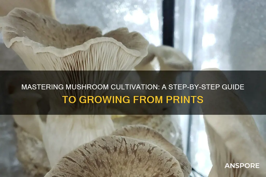 how to grow mushrooms from prints
