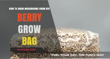 Mastering Mushroom Cultivation: Rye Berry Grow Bag Techniques Revealed