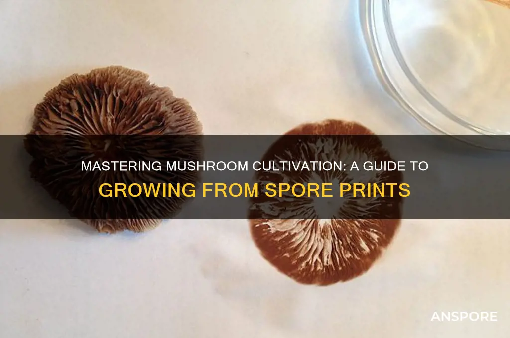 how to grow mushrooms from spore print
