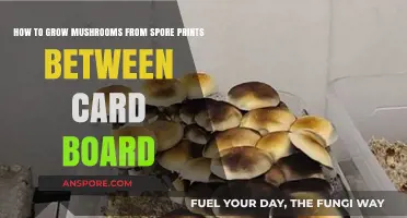 Growing Mushrooms from Spore Prints: A Cardboard Cultivation Guide