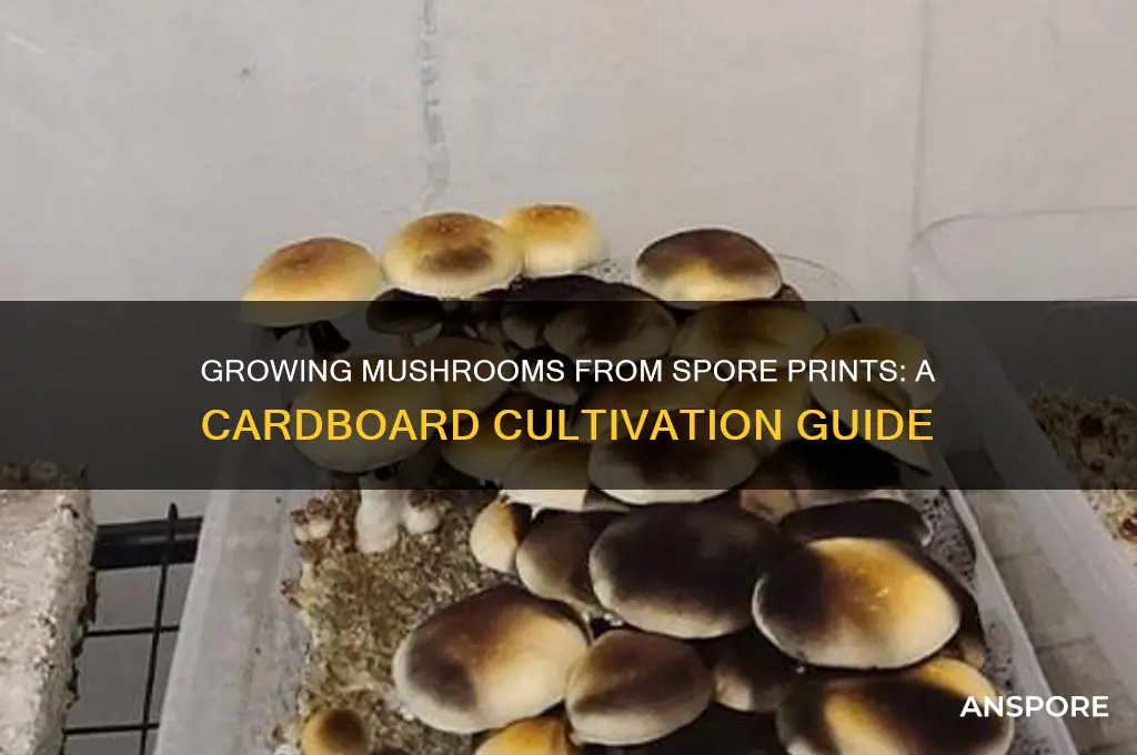 how to grow mushrooms from spore prints between card board