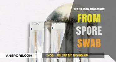 Mastering Mushroom Cultivation: Growing from Spore Swabs Step-by-Step