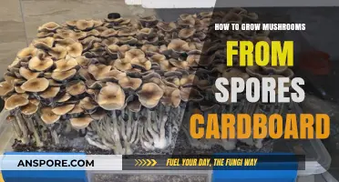 Grow Mushrooms Easily: Cardboard Spore Cultivation Guide for Beginners
