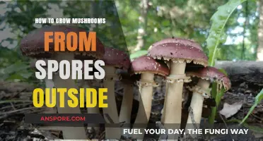 Outdoor Mushroom Cultivation: A Step-by-Step Guide to Growing from Spores