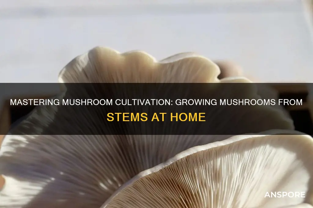 how to grow mushrooms from stms