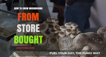 Grow Mushrooms at Home: Simple Steps from Store-Bought Varieties