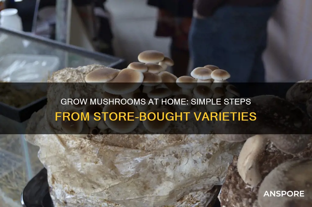 how to grow mushrooms from store bought