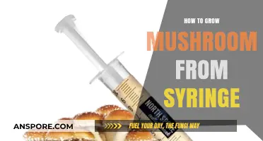 Master Mushroom Cultivation: Growing Mushrooms from Syringe Step-by-Step