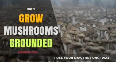 Mastering Mushroom Cultivation: Grounded Techniques for Bountiful Harvests