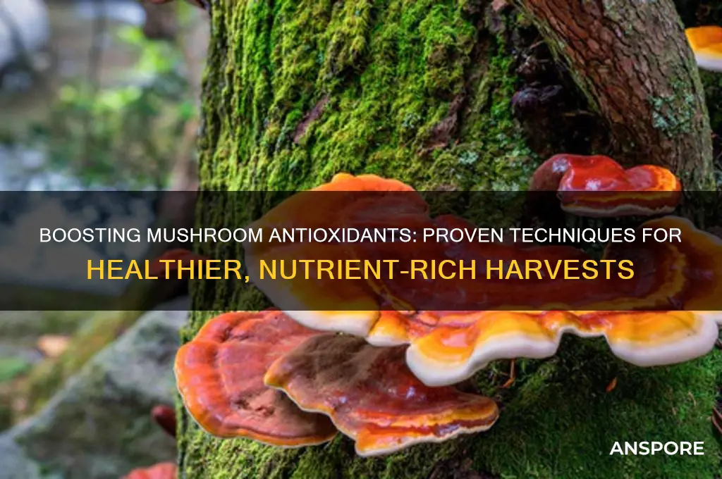 how to grow mushrooms higher anti-oxidant content