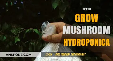 Hydroponic Mushroom Cultivation: A Step-by-Step Guide to Growing Fungi