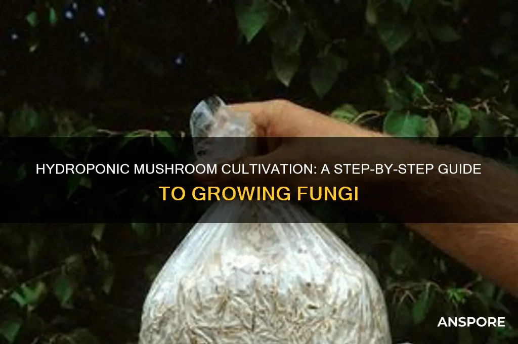 how to grow mushrooms hydroponically
