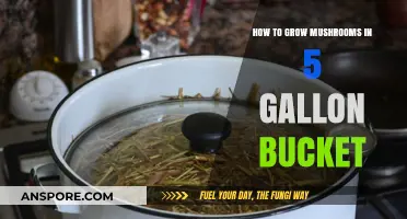 Easy Mushroom Growing: Master 5-Gallon Bucket Cultivation Techniques