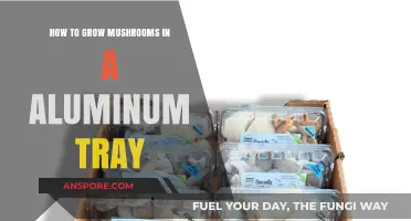 Easy Aluminum Tray Mushroom Growing Guide for Beginners