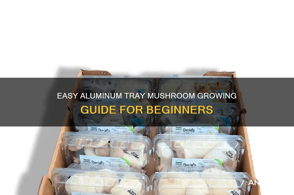 how to grow mushrooms in a aluminum tray
