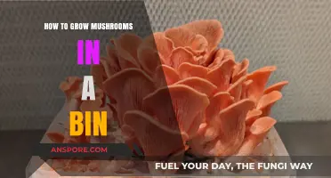 Easy Bin Mushroom Growing: A Step-by-Step Guide for Beginners