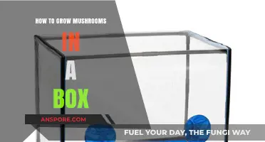 Easy Mushroom Growing: A Step-by-Step Guide for Box Cultivation