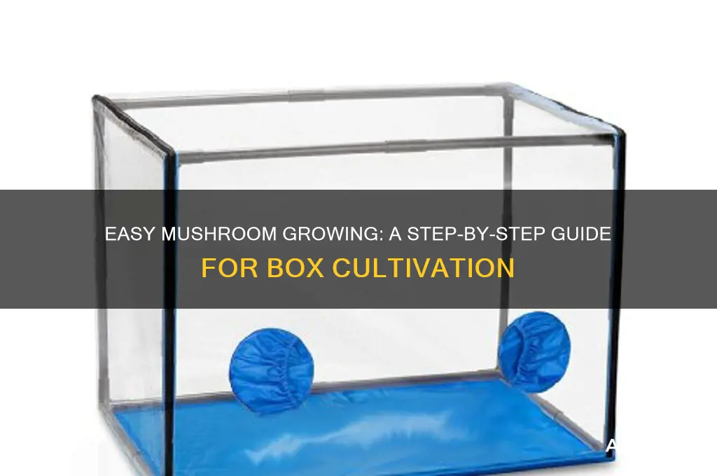 how to grow mushrooms in a box