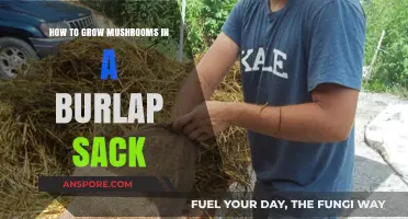 Burlap Sack Mushroom Growing: A Simple Guide for Beginners
