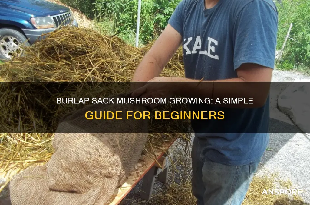how to grow mushrooms in a burlap sack
