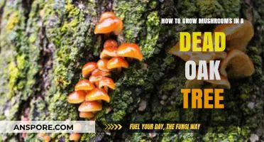 Reviving Dead Oak Trees: A Guide to Growing Mushrooms Naturally