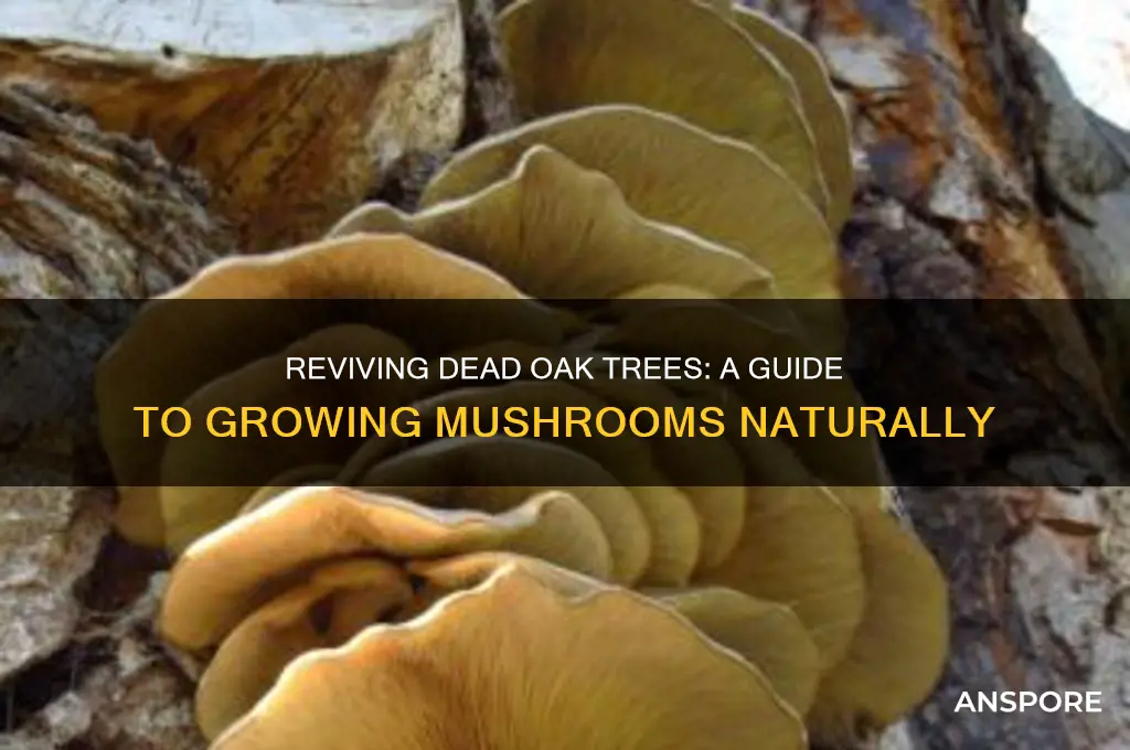 how to grow mushrooms in a dead oak tree