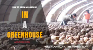 Greenhouse Mushroom Cultivation: A Step-by-Step Guide to Growing Fungi