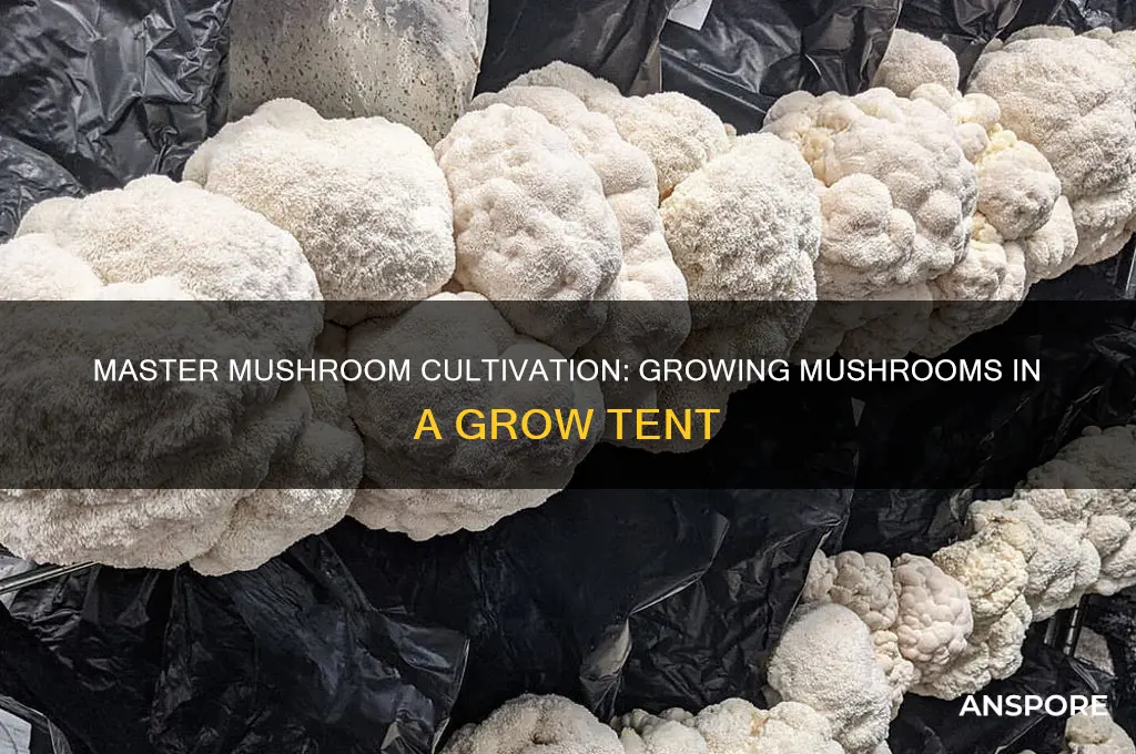 how to grow mushrooms in a grow tent