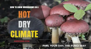 Growing Mushrooms in Arid Climates: Tips for Hot, Dry Conditions
