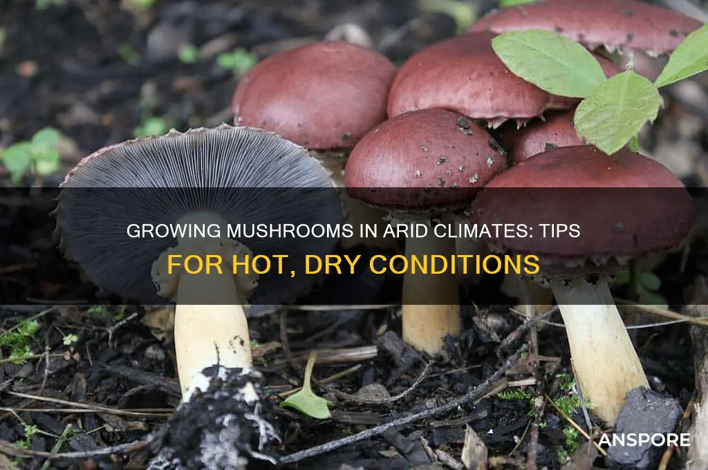 how to grow mushrooms in a hot dry climate