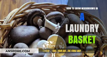 Easy Mushroom Growing: Laundry Basket Method for Beginners