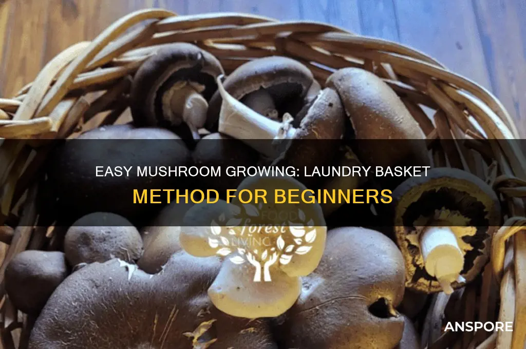 how to grow mushrooms in a laundry basket