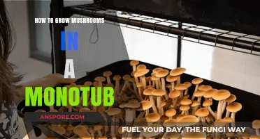 Mastering Monotub Mushroom Cultivation: A Step-by-Step Growing Guide