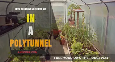 Growing Mushrooms in a Polytunnel: A Step-by-Step Guide