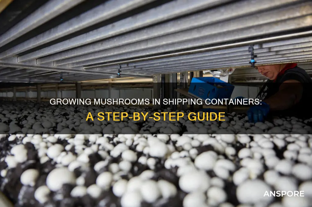 how to grow mushrooms in a shipping container