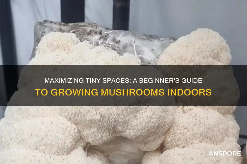 how to grow mushrooms in a small space
