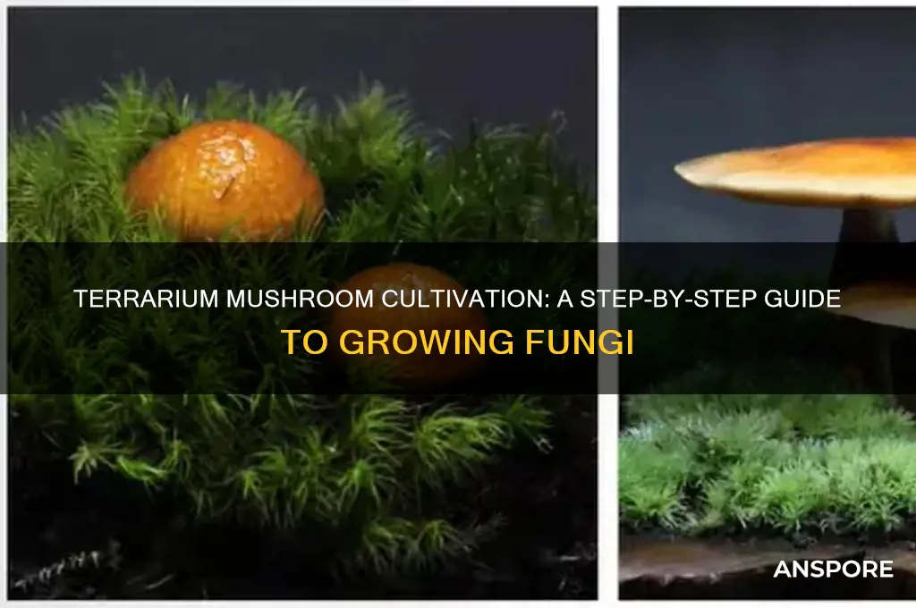 how to grow mushrooms in a terrarium