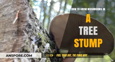 Transform Tree Stumps: A Guide to Growing Mushrooms at Home