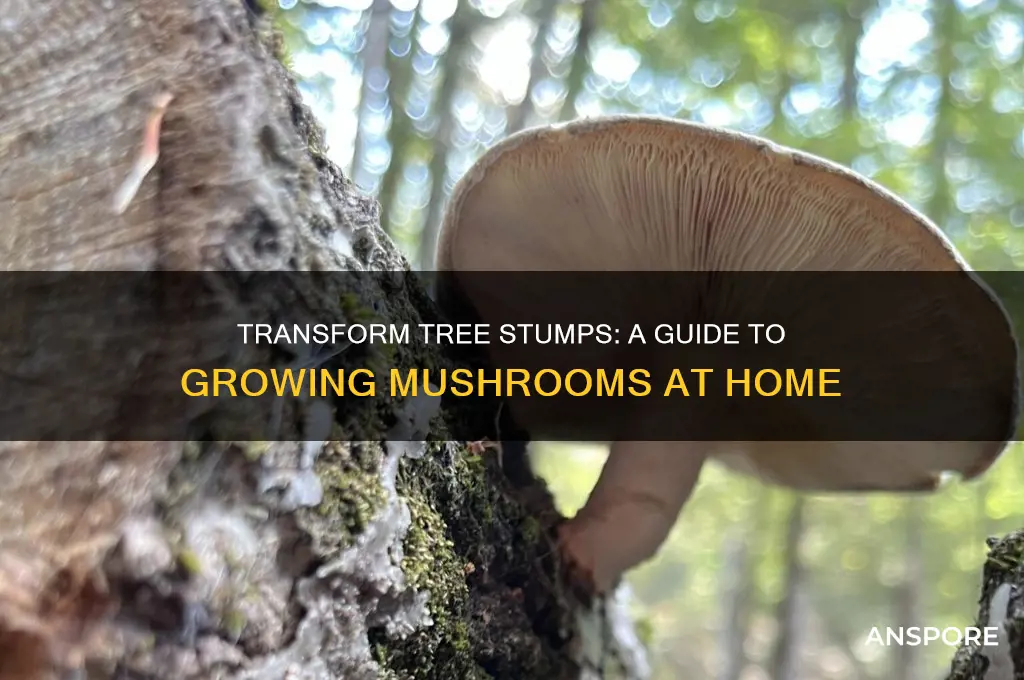 how to grow mushrooms in a tree stump