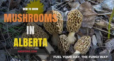 Alberta's Mushroom Growing Guide: Tips for Successful Fungal Cultivation