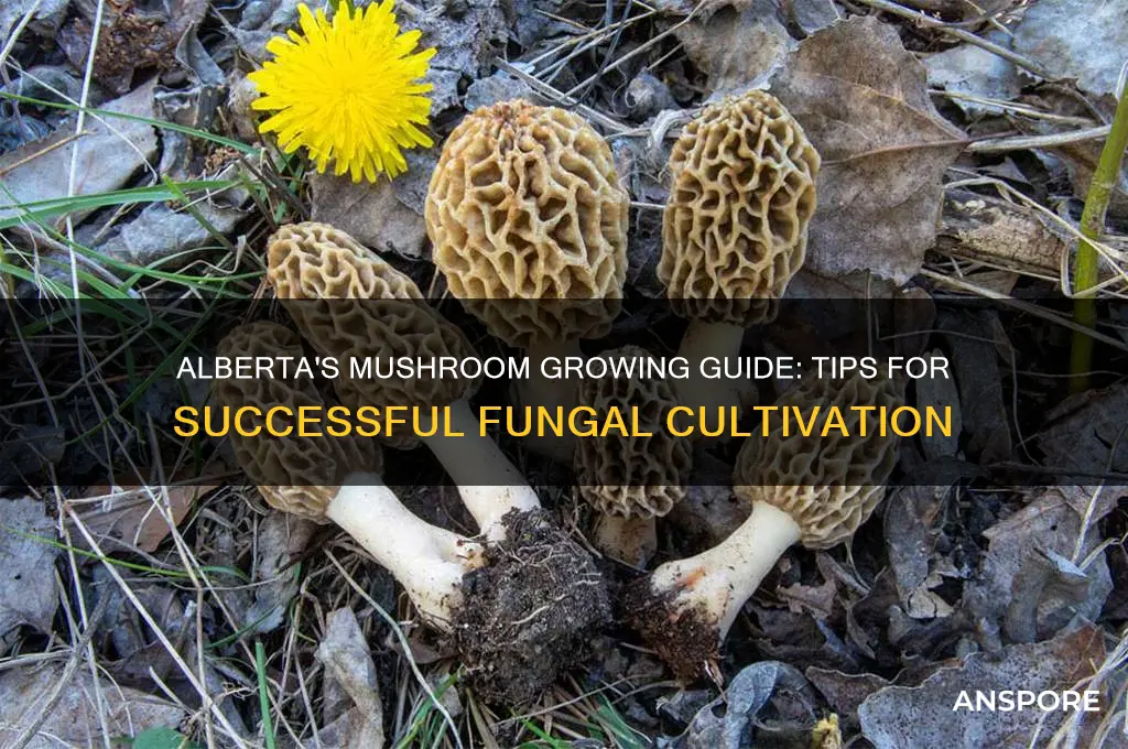 how to grow mushrooms in alberta